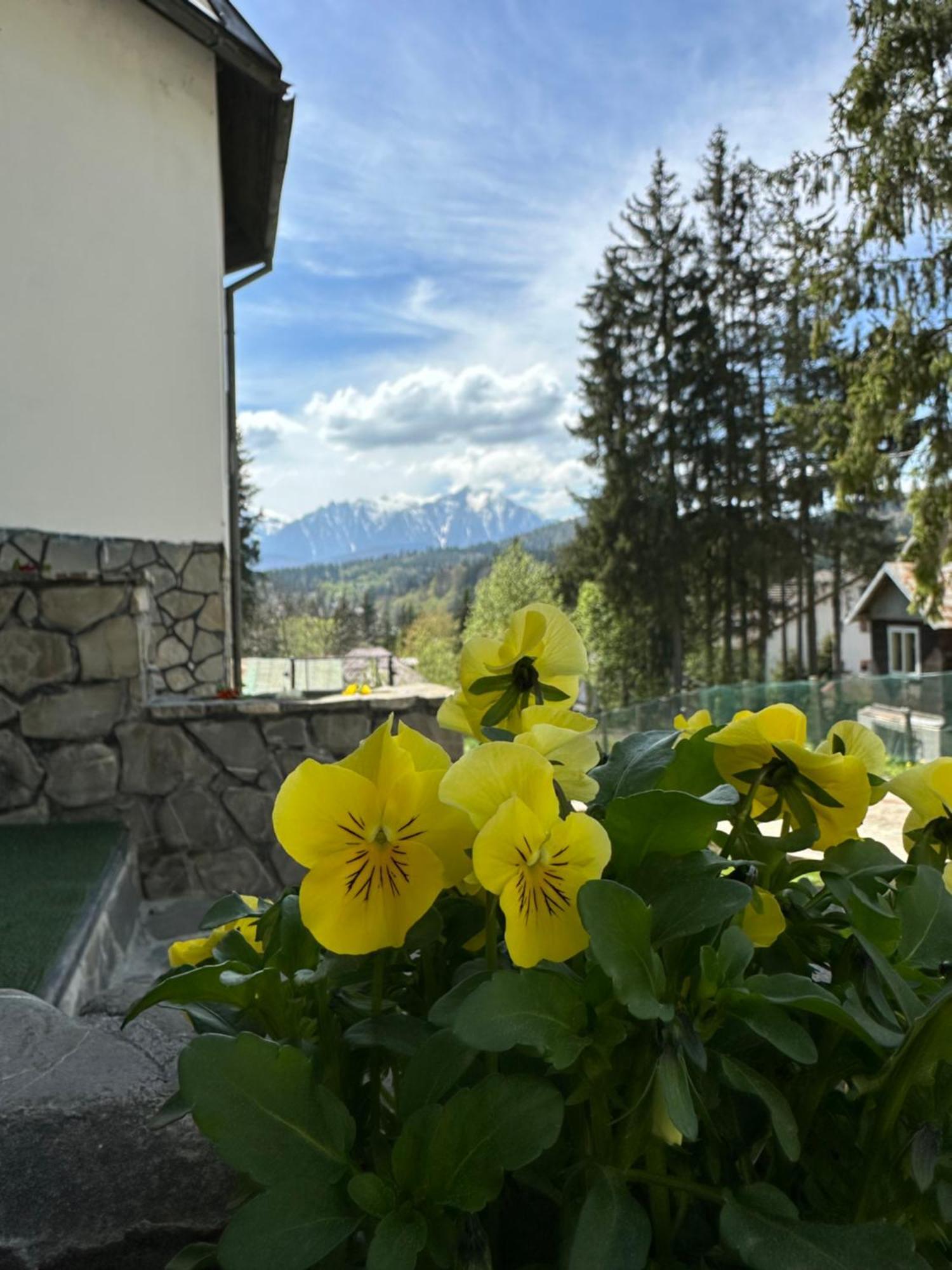 Pine Peak Apartments Предял Экстерьер фото